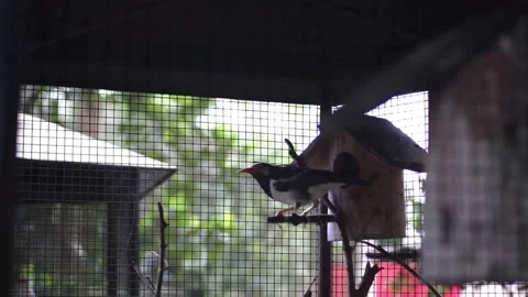 Black white starling Stock Footage 229821982
