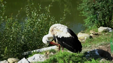 A black-white stork cleans its feathers with its beak while standing on the Stock Footage 207407992