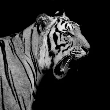 Black &amp; White Tiger Stock Photos