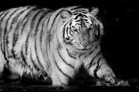 Black &amp; White Tiger Stock Photos