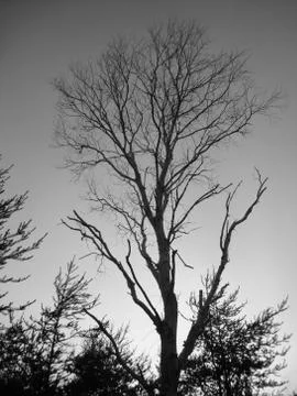 Black & White Tree Silhouette Stock Photos