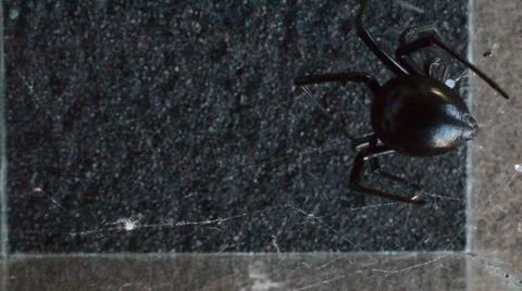 Black widow capturing and entangling cricket Stock Footage 46833945