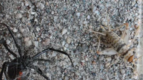 Black widow capturing and entangling cricket Stock Footage 46834649