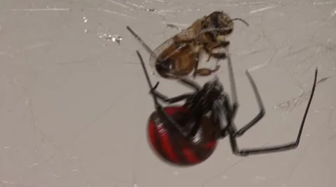 Black Widow Capturing Bee 動画素材 64800228