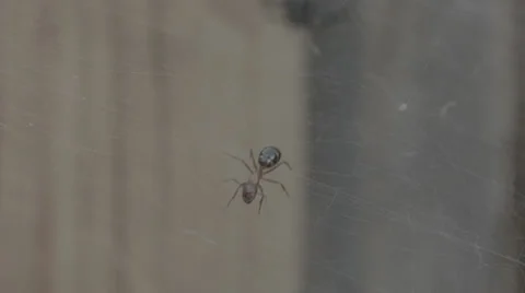 A black widow catching a ant Video stock 30444865