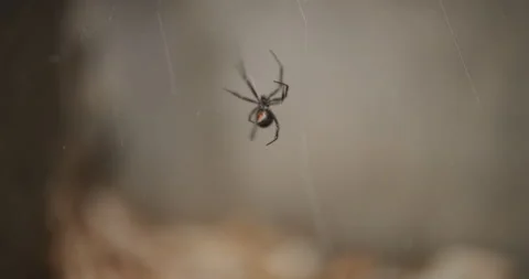 Black Widow Climbing Web Stock Footage 313397907