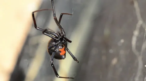 Black Widow Close Up on Web Video stock 24465556