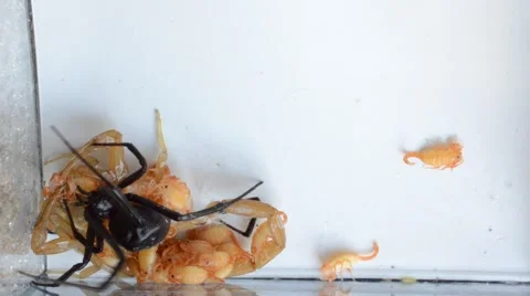 Black widow continues to tangle up scorpion with babies on back 動画素材 46845075