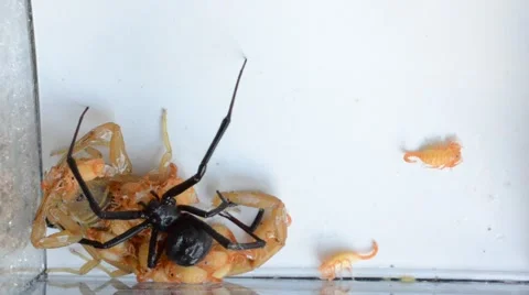 Black widow continues to tangle up scorpion with babies on back Stock Footage 46846174