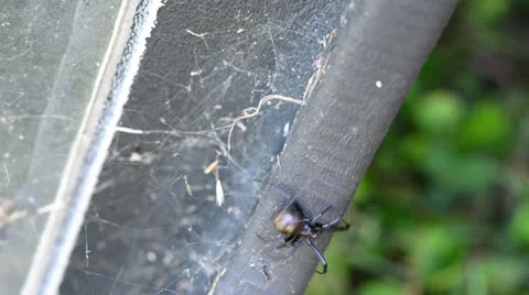 Black Widow Crawling on Camper Shell Video stock 24465275