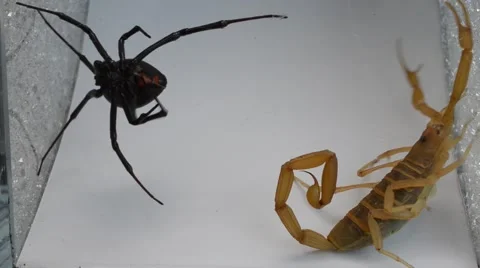 black widow defeating tangled scorpion | Stock Video | Pond5