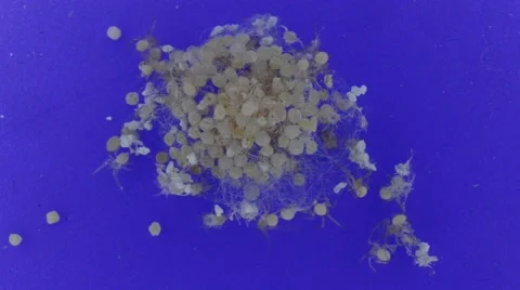 Black widow eggs hatching Stock Footage 46833895