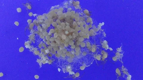 Black widow eggs hatching Stock Footage 46834070