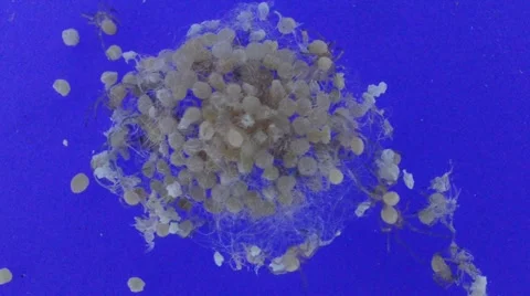 Black widow eggs hatching Stock Footage 46834083