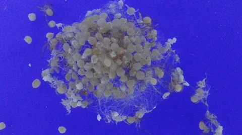 Black widow eggs hatching 動画素材 46834144