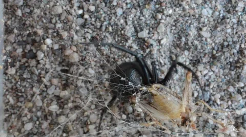 Black widow entangling cricket Stock Footage 46834384