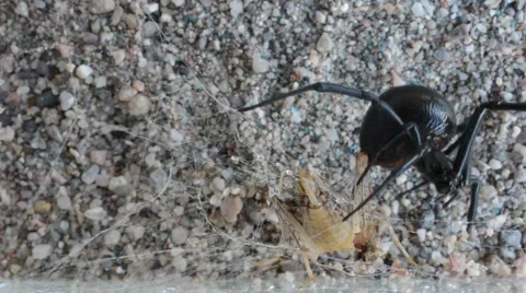 Black widow entangling cricket Stock Footage 46835073