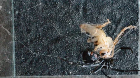 Black widow entangling cricket 動画素材 46835182