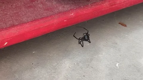 Black Widow Stock Footage 160185682