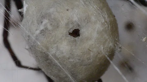 Black widow hatch and emerge from egg sac Stock Footage