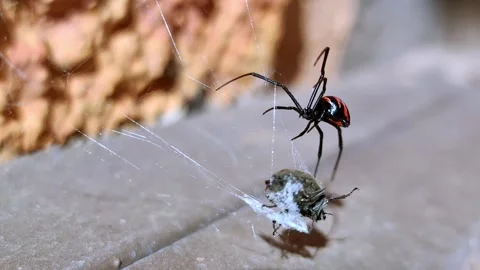 Black widow hunting a beetle bug with spiderweb Stock Footage 197446578