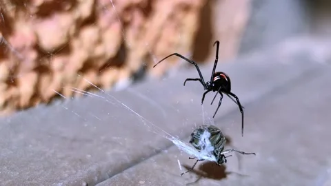 Black widow hunting a beetle bug with spiderweb Stock Footage 197446579