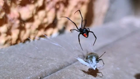 Black widow hunting a beetle bug with spiderweb Stock Footage 197446585
