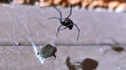 Black widow hunting a beetle bug with spiderweb Stock Footage 197446586