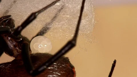 Black Widow Laying Eggs 動画素材 119089795