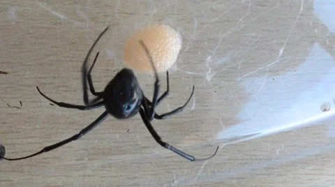Black Widow Making Egg Sac Stock Footage 46832471