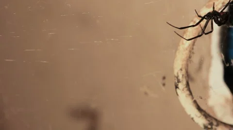 Black widow montage Stock-Footage 5000884