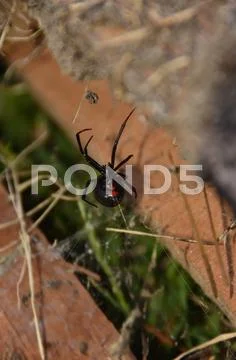 Black Widow Stock Photos