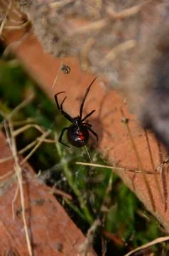 Black Widow Stock Photos