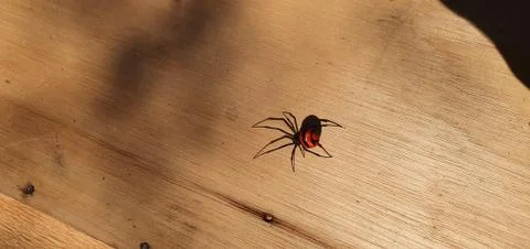 Black Widow Foto stock