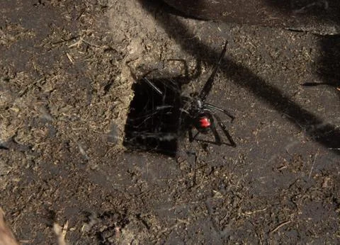 Black Widow Stock Photos
