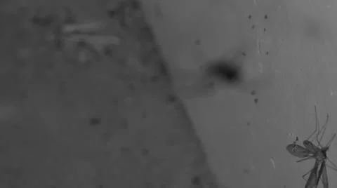 Black widow run Stock-Footage 3981059