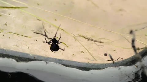 Black Widow Silhouette Checking Web Video stock 24465514