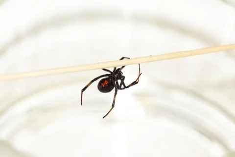 Black widow spider-2 Stock Photos