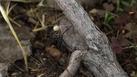 Black Widow Spider attacking other spider stuck in its web Stock Footage 91410343