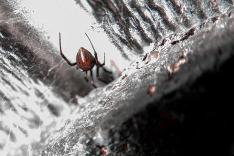 Black Widow Spider Backside Crawling Away Foto stock