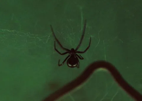 Black Widow Spider Clinging To Web Foto stock
