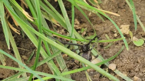 Black widow spider crawling around blades of grass Stock Footage 267928920