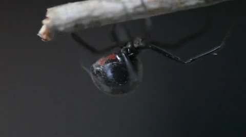 Black Widow Spider crawling Video stock 34755552