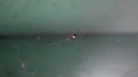 Black Widow Spider Crawling On Fresh Web Stock Footage 77640510