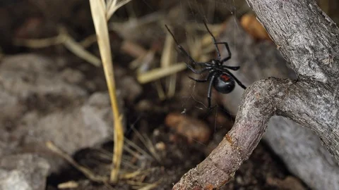 Black Widow Spider crawling from underneath stick Stock Footage 91398647