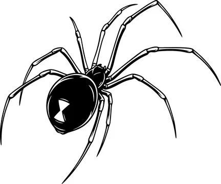 Black widow spider drawing with a red hourglass symbol on its body isolated on a Stock Illustration