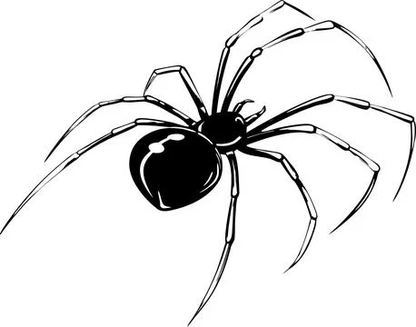 Black widow spider illustration with long legs and shiny body isolated on a Stock Illustration