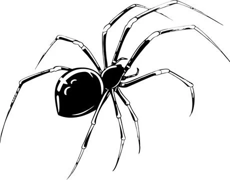 Black widow spider illustration with long legs isolated on a plain white Stock Illustration