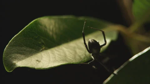 Black Widow Spider on Leaf Stock Footage 146433175