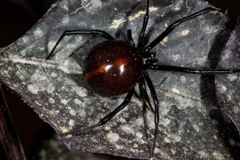 Black Widow spider on leaf Stock Photos